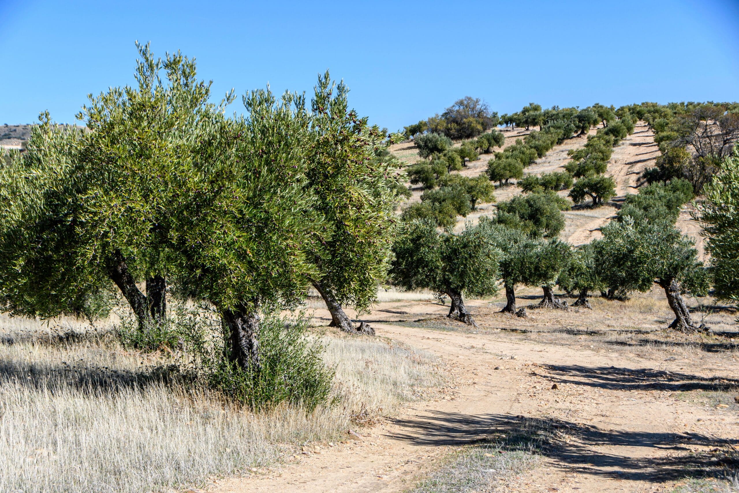 Olivos - aceite de oliva virgen extra de La Rioja